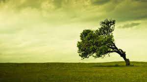 Tree Bent